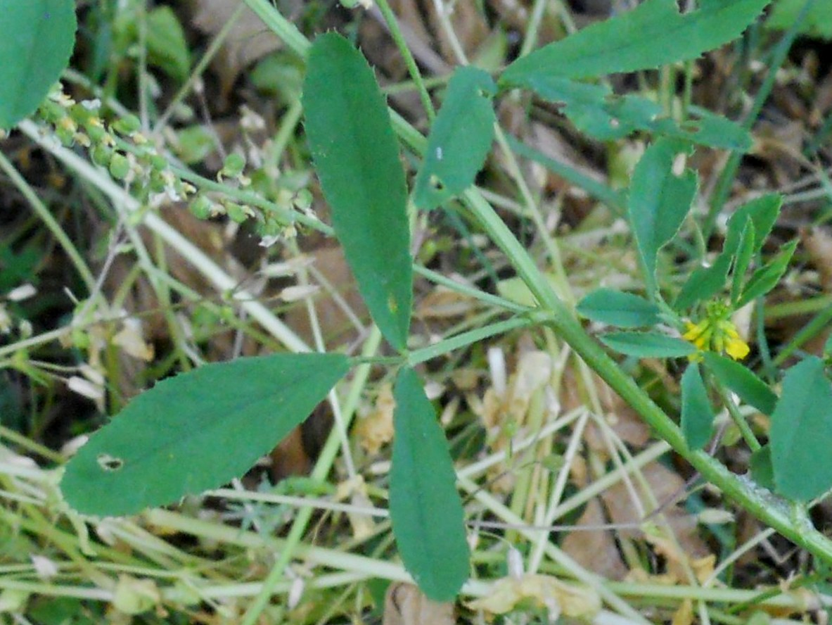 fiore giallo 2 - Melilotus sp.